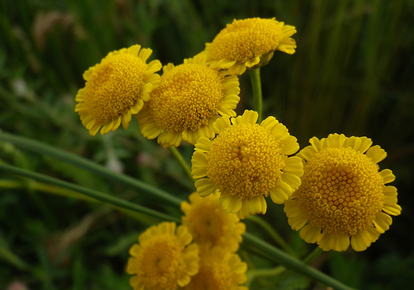  тисячолисте (Tanacetum millefolium)
